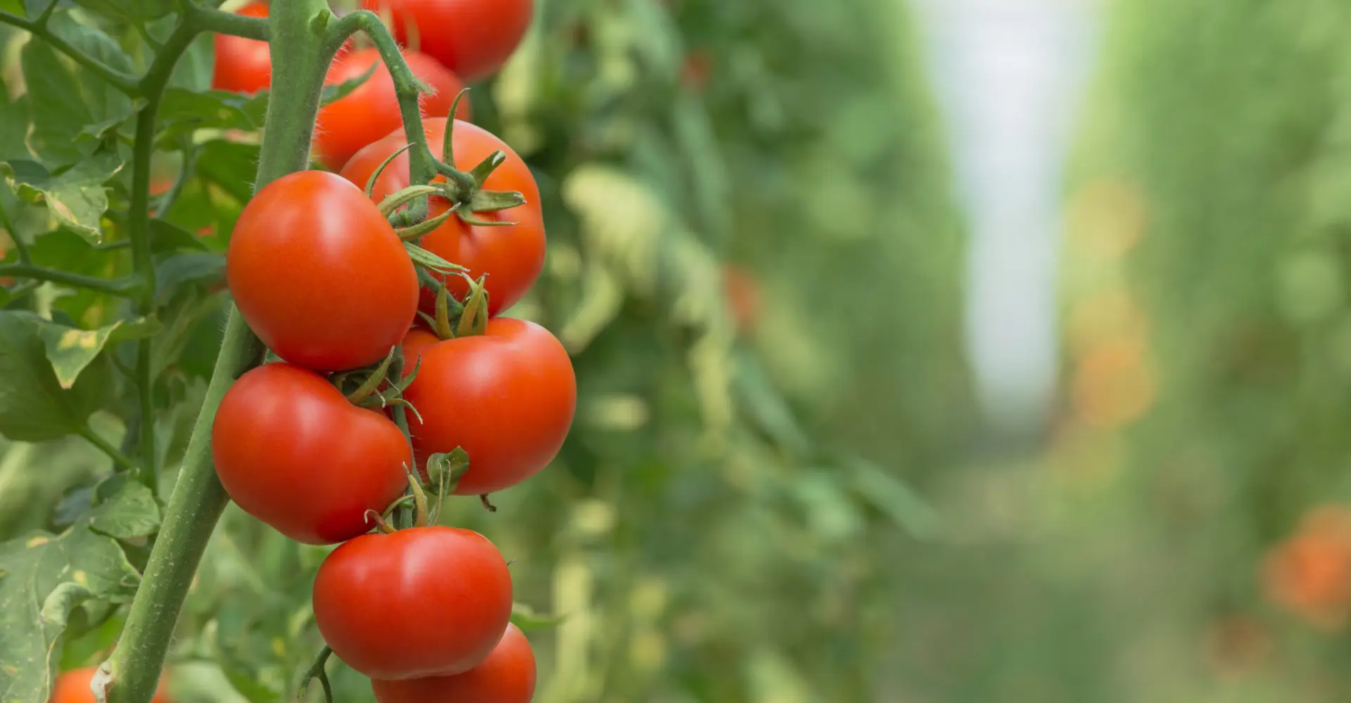 Tomatendagen bij Bloemenland