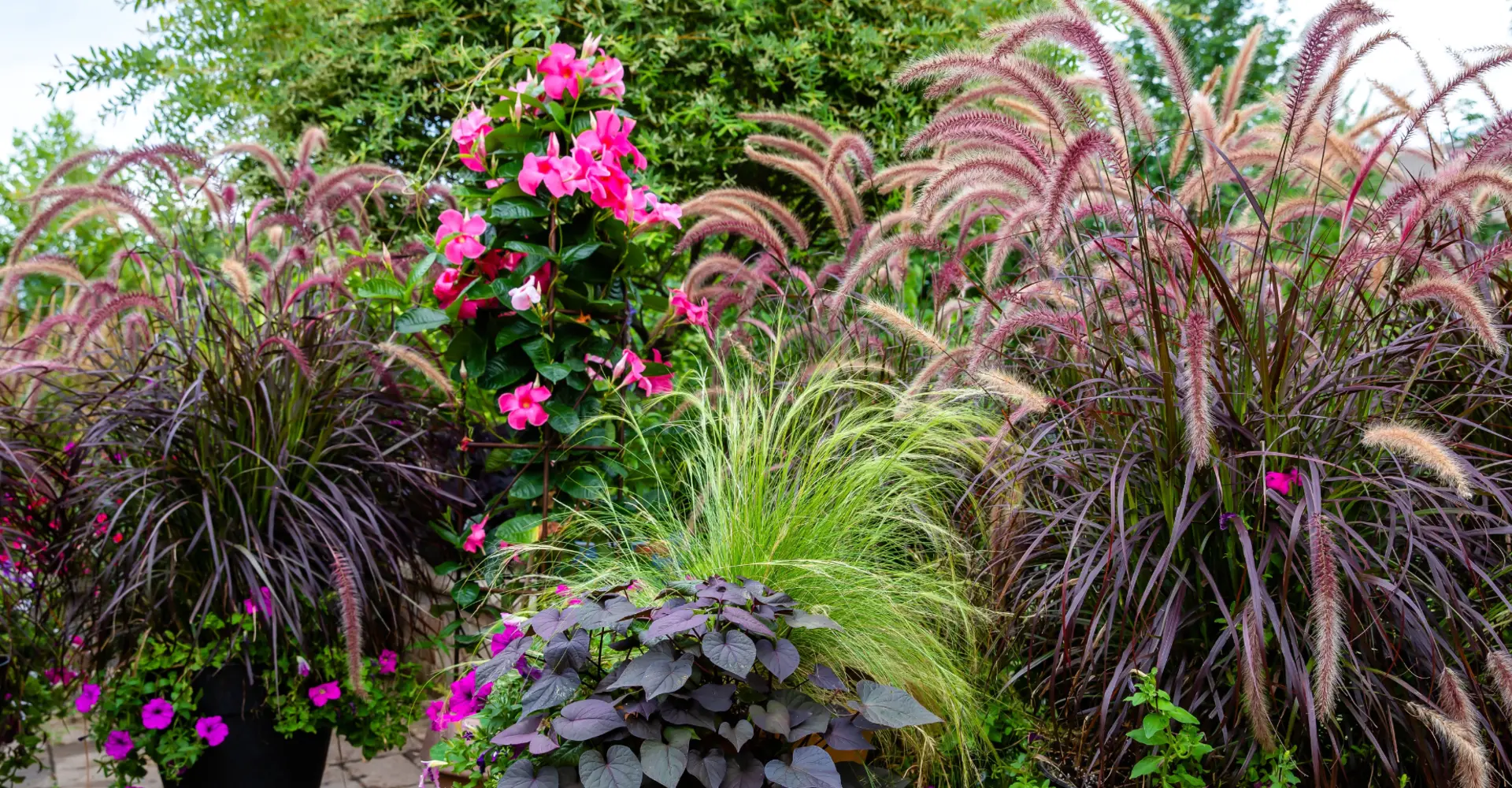 Nazomeren in de tuin