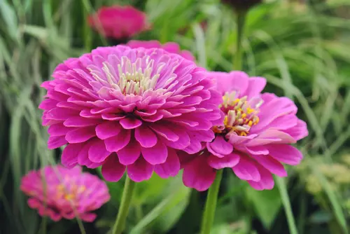 10 populaire vaste planten maart Tuincentrum Bloemenland Laakdal: en meer!