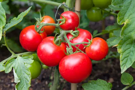 9 vroege moestuinklussen