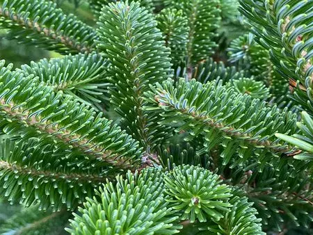 Alle voor- én nadelen van een echte kerstboom