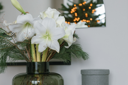 Amaryllis: dé blikvanger tijdens de feestdagen