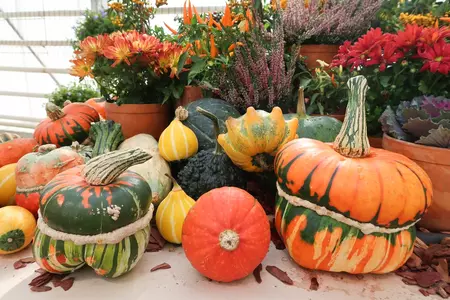 Bakken vol herfstkleur