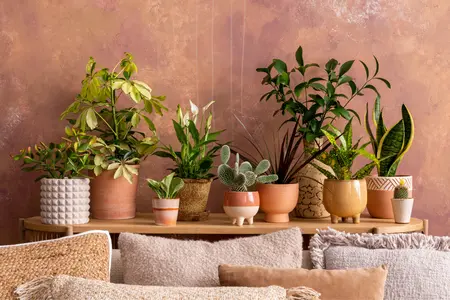 Dé kamerplanten trends van 2026