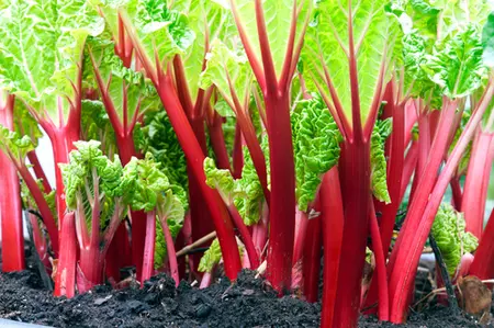 Dit is wat je nodig hebt voor je eigen moestuin!