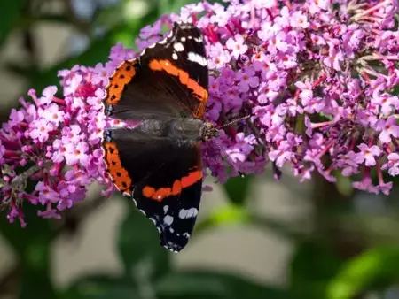 Haal vlinders en libellen naar uw tuin