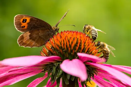 Insecten vervelend? We hebben ze nodig en dit is waarom...