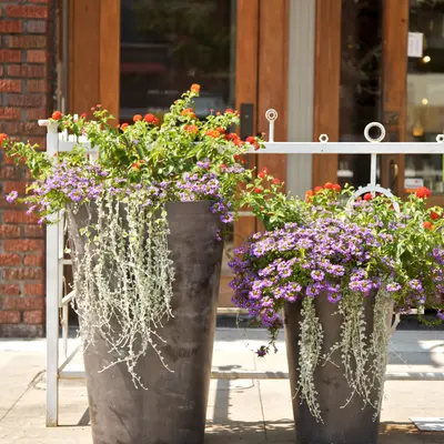 Najaar: Wat te planten in je tuin?