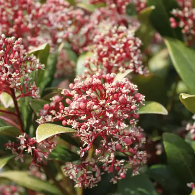 Nazomer Tuinieren: Tips en Tricks voor een Prachtige Tuin