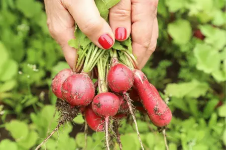 Wat je nu plant, eet je later: slim zaaien voor de herfst