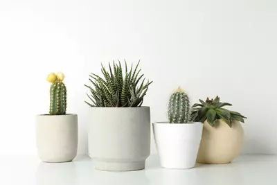 Cactussen en vetplanten