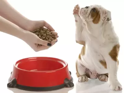 Dieren