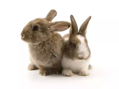 Dieren
