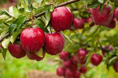 Fruitbomen & struiken