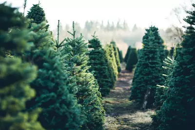Kerstbomen vers